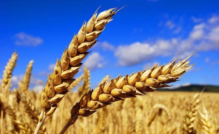 خرید-تضمینی-گندم-آغاز-شد-قیمت-کیلویی-چند؟.