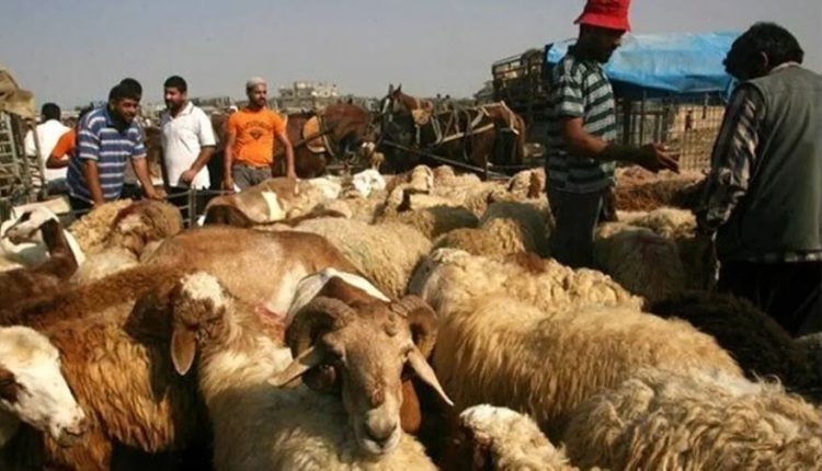 قیمت-جدید-دام-زنده-اعلام-شد-گوسفند-و-گوساله-کیلویی-چند؟