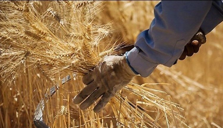 خرید بیش از ۱۱ میلیون تن گندم در کشور.