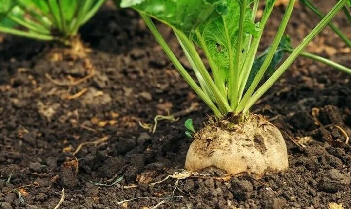 خواص-بی‌نظیر-این-سبزی-برای-کاهش-فشار-خون