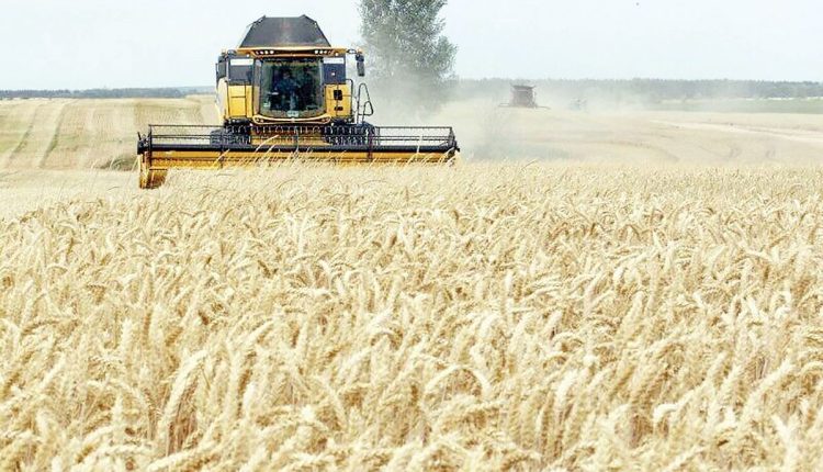 شرط گندمکاران برای تحویل گندم به دولت