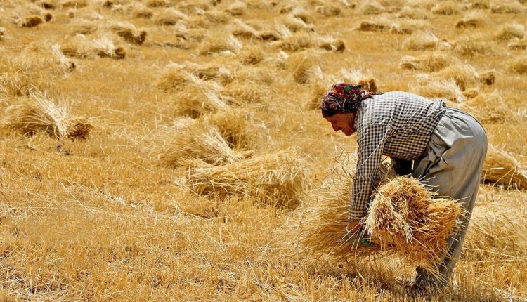 هشدار مهم وزارت جهاد کشاورزی به گندمکاران.