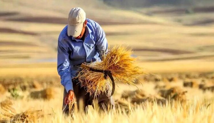 نرخ خرید تضمینی گندم اعلام شد