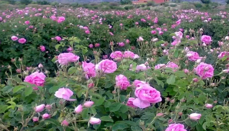 جشنواره-گلاب-گیری-در-بروجرد.web