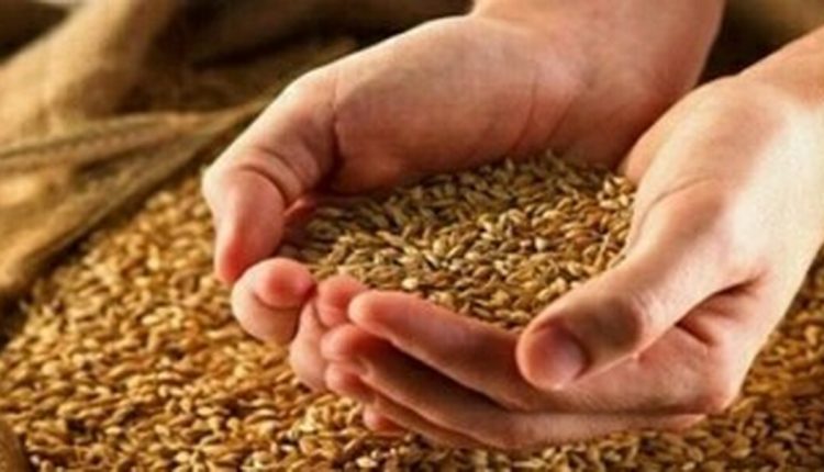 خبر مهم برای گندمکاران نرخ منطقی گندم اعلام شد