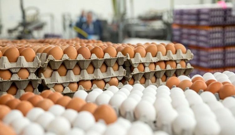 قیمت-تخم-مرغ-دوباره-اوج-گرفت
