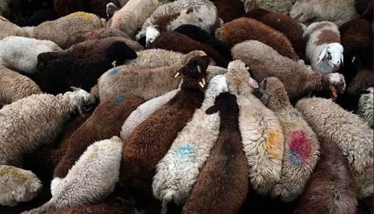 قیمت-دام-زنده-امروز-۱۲-خرداد-۱۴۰۴-گوساله-چند-شد؟