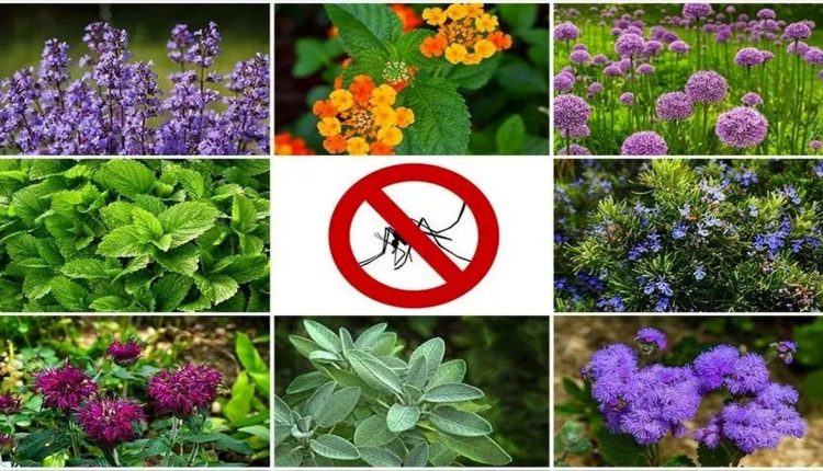بهترین-گیاهان-و-عصاره-های-گیاهی-برای-دفع-پشه-ها