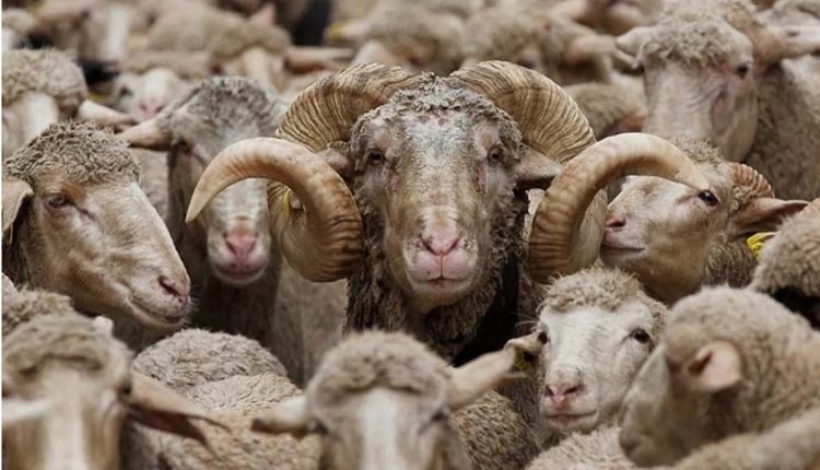 قیمت دام زنده امروز ۱ مرداد ۱۴۰۴ گوسفند ارزان شد.jpg