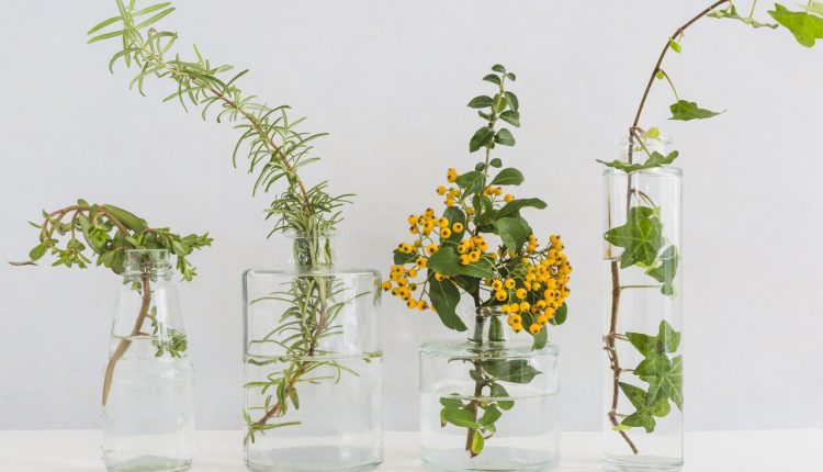 راهنمای-جامع-قلمه-زدن-گیاهان-روش_ها-و-زمان-مناسب-قلمه-زدن