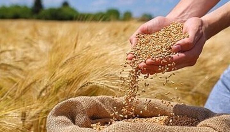 یک-خبر-مهم-درباره-پرداخت-مطالبات-گندمکاران