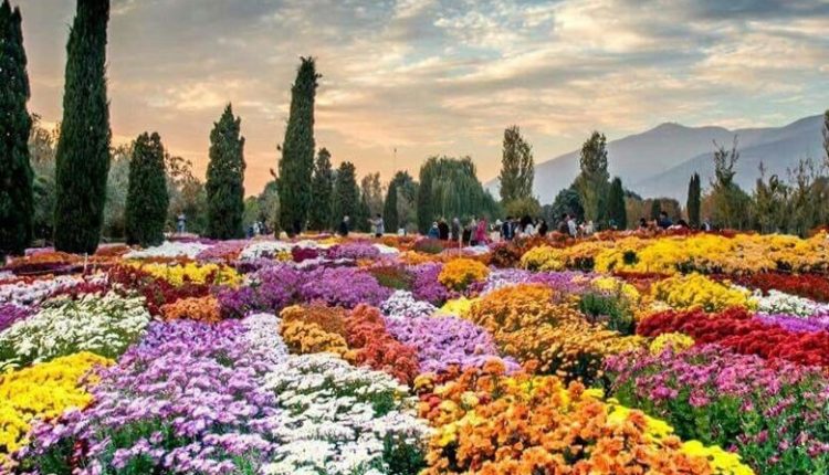 تهران-میزبان-گل_های-داوودی-شد.
