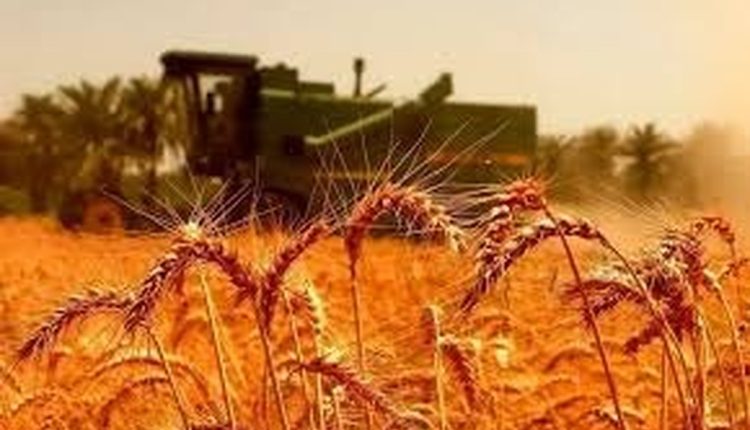 بازار-گندم-در-شوک-قیمت-واقعی-گندم-اعلام-شد